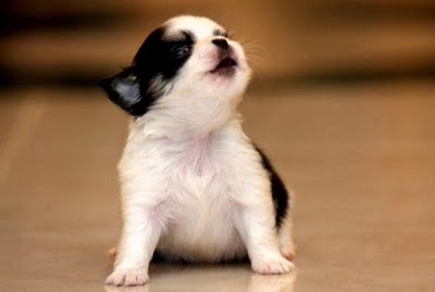 Chihuahua puppy singing.