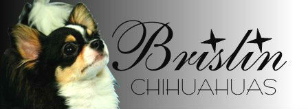 Brislin Chihuahuas Logo
