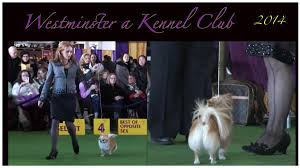 Westminster dog show 2014 long coat chihuahuas