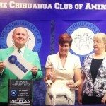 CH. Brislins One Sweet Day-S 1st. in her class at the Chihuahua Club Of America National Specialty