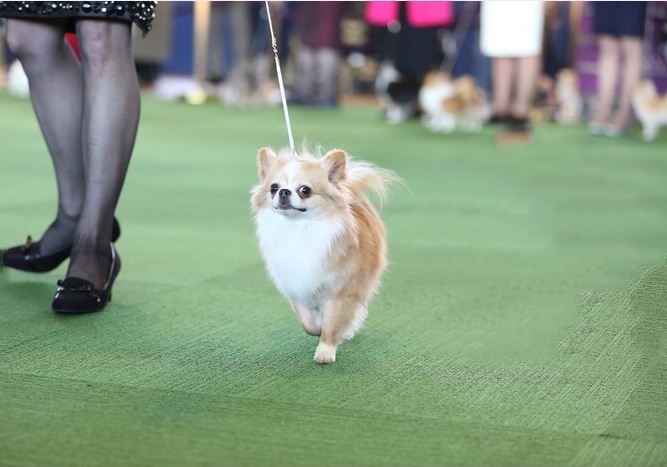 Westminster Kennel Club 2014, long coat chihuahuas