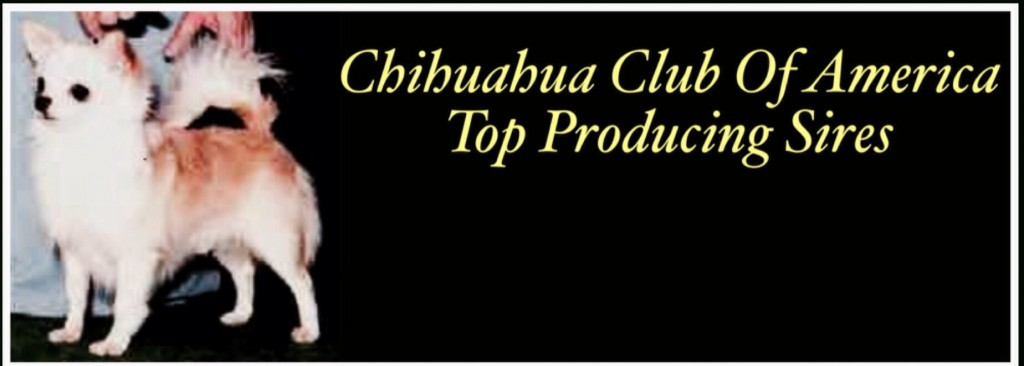 Chihuahua Club of America Top Producing Sires, featured chihuahua is Ch. Ouachitah Beau Chiene