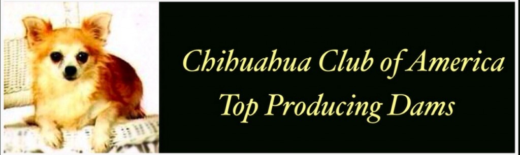 Chihuahua Club of America Top Producing Dams, featured is chihuahua " Dea's Williy Watch Me Gnal