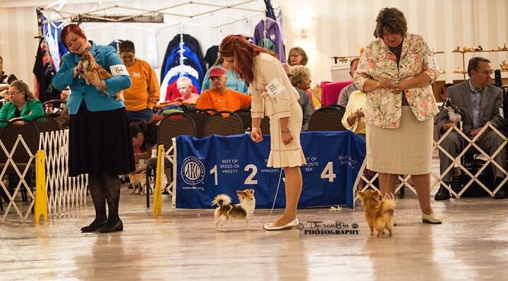 Chihuahua Club of America National Specialty 2014