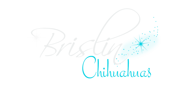 Brislin Chihuahuas