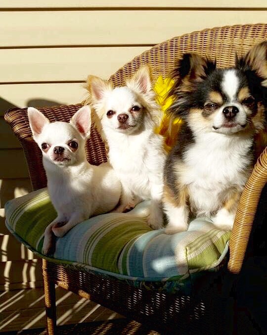 Chihuahuas owned by Kimberly Helsley