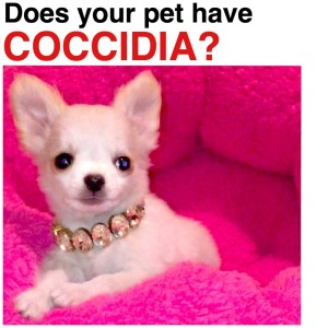 Does your pet have COCCIDIA